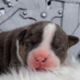 Daenerys - Blue tri-color female American Bully puppy in Nashville, Tennessee from SimplyBullies