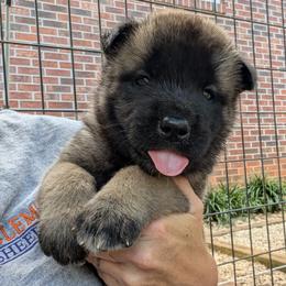 Saki's Boy 3 - Black, fawn undercoat male Akita puppy in South Carolina from Sierra Mountain Akitas