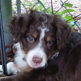 Miniature Australian Shepherds from Dog Father Kennels