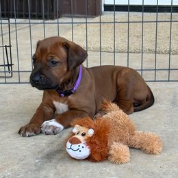 Lady Bird - Rd whtn blk nose female Rhodesian Ridgeback puppy in Montgomery, Texas from Timber Ridge Kennels