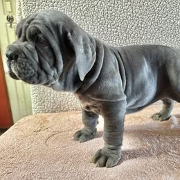 Finley - Blue Neapolitan Mastiff puppy in Canyon, Texas from Mastini Della Forte