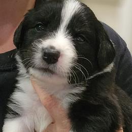 Australian Shepherds from Heartfelt Hollow Farm