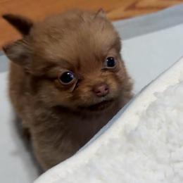 Teddy - Chocolate male Chihuahua puppy in Richland, Washington from Northwest Paws