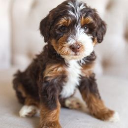 Bernedoodles, Cavapoos, Cockapoos, and Poodles from Mop Top Doodle Co.