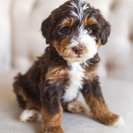 Bernedoodles, Cavapoos, Cockapoos, and Poodles from Mop Top Doodle Co.