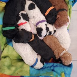 Goldendoodle Puppies from So Fetch Doodles