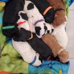 Goldendoodle Puppies from So Fetch Doodles