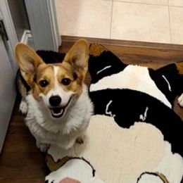 Pembroke Welsh Corgis from Cooper's Kennels