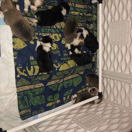 Pembroke Welsh Corgi Puppies from Naomi’s Corgis