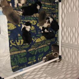 Pembroke Welsh Corgi Puppies from Naomi’s Corgis