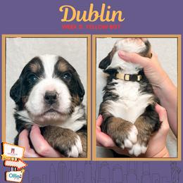 Dublin (Yellow) - Black rust and white male Bernese Mountain Dog puppy in Boiling Springs, South Carolina from OlliePups, LLC