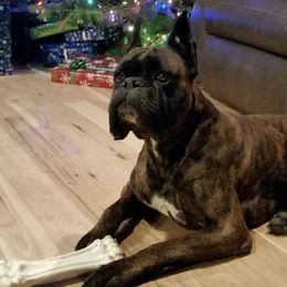 Boxers and Bulldogs from Fallen Timbers Bulldogs