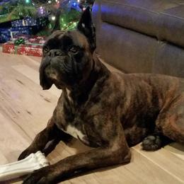Boxers and Bulldogs from Fallen Timbers Bulldogs