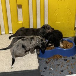 Dachshund Puppies from HotDachs