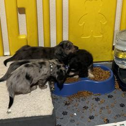 Dachshund Puppies from HotDachs