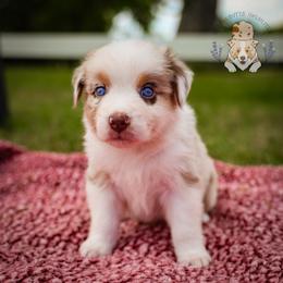 Bayou - Red merle male Australian Shepherd puppy in Buena Vista, Colorado from Wigglebutts Unlimited