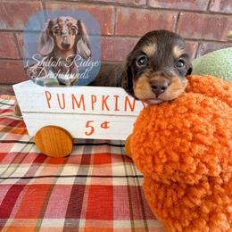 Maple - Chocolate and tan female Dachshund puppy in Adamsville, Tennessee from Shiloh Ridge Dachshunds