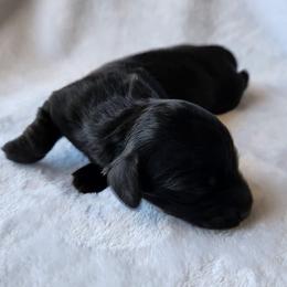 Midnight - Black female Dachshund puppy in Tucson, Arizona from Crowned Doxies