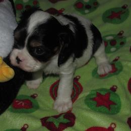 Cavalier King Charles Spaniel puppies from Lori's Cavalier King Charles Spaniels & Dachshunds