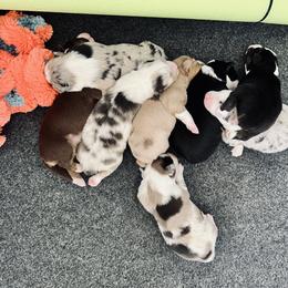 Australian Shepherd Puppies from SoCo Aussies