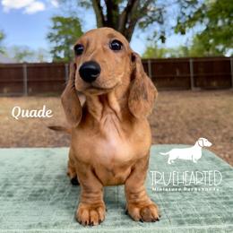 Quade - Brindle male Dachshund puppy in Royse City, Texas from Truehearted Miniature Dachshunds