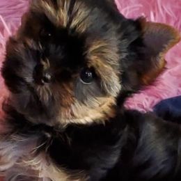 Havanese and Yorkshire Terriers from Circle Puppies