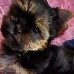 Havanese and Yorkshire Terriers from Circle Puppies