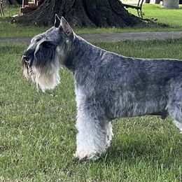 Miniature Schnauzers from Vaquera Miniature Schnauzers