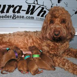 Fern - Australian Labradoodle