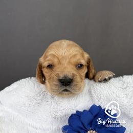 Bleu - Cream female Goldendoodle puppy in Utah County, Utah from Big Hearted Breeders