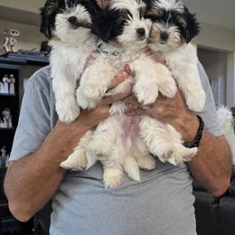 Biewer Terrier and Yorkshire Terrier Puppies from Treasures of Neptune Cove