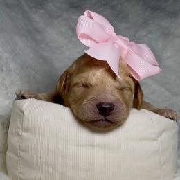 Pink Collar Girl - Apricot female Goldendoodle puppy in Litchfield, Connecticut from Gracie Doodles CT