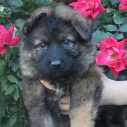 Blue collar Male - Sable male German Shepherd puppy in Marianna, Florida from Haus M Godwin
