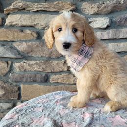 Ginger - Apricot female Goldendoodle puppy in Grabill, Indiana from Rose's Doodles