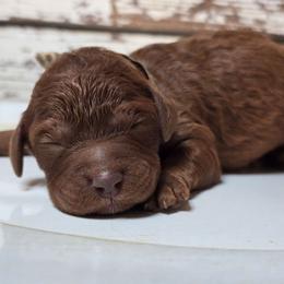 Charlie - Red  male Goldendoodle puppy in Austin, Texas from Austin Doodles & Poodles