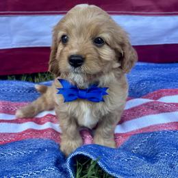 Cavapoo puppies from Oconee Puppies