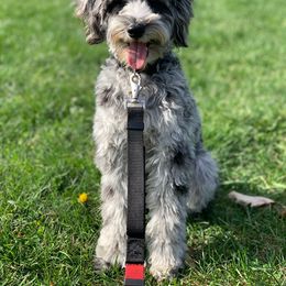 Aussiedoodle, Australian Shepherd, and Toy Australian Shepherd Puppies from Reintree