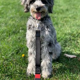 Aussiedoodle, Australian Shepherd, and Toy Australian Shepherd Puppies from Reintree