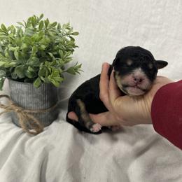 Holly - Tri-color female Bernedoodle puppy in Leesport, Pennsylvania from Bechtel’s Tiny Bernadoodles