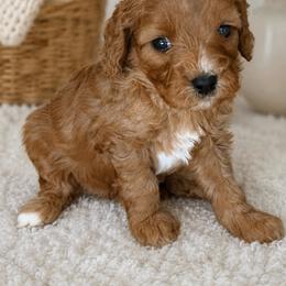 Lemonade - Red female Cavapoo puppy in Yuciapa, California from AlltheDoodlez_