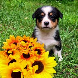 Molly Pitcher - Black and white female American Corgi puppy in Gouverneur, New York from St. Lawrence Corgis