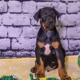 Blue Boy - Black and rust male Doberman Pinscher puppy in Shelby, North Carolina from IronBee Dobermans