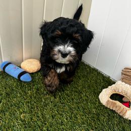 Chad - Black and white male Bernedoodle puppy in Saratoga Springs, Utah from Saratoga Springs Doodles