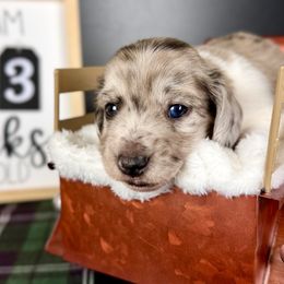 Dachshund Puppies from Queen of Weens Dachshunds