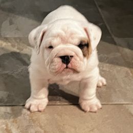 Bulldog Puppies from Eileen Gonzalez