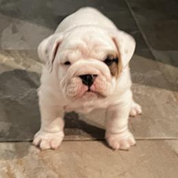 Bulldog Puppies from Eileen Gonzalez