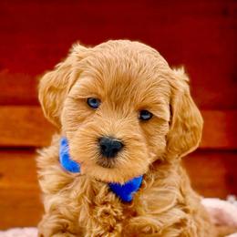 Blue eye-Chewy - Merle male Goldendoodle puppy in North Carolina from NC Doodle Puppies