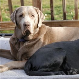 Dilute Retrievers and Labrador Retrievers from Burt Hill labs