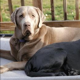 Dilute Retrievers and Labrador Retrievers from Burt Hill labs