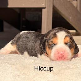 Hiccup - Black tan and white female Beagle puppy in Mansfield, Missouri from Rippee Creek Kennel